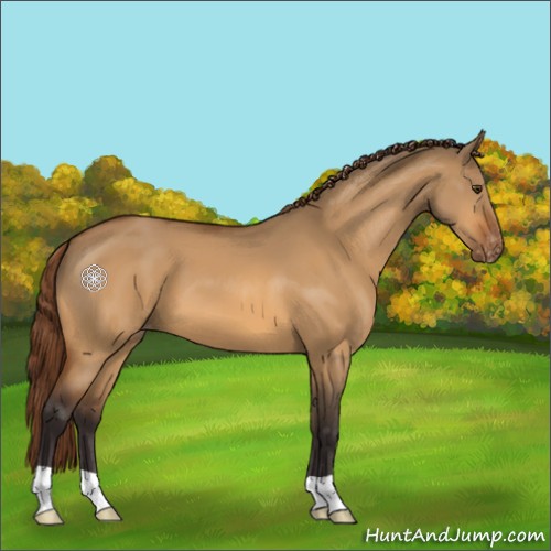 Horse Color:Buckskin Dun Varnish