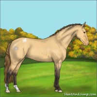 Horse Color:Buckskin Dun Varnish