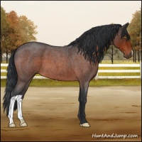 Horse Color:Brown Roan