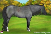Horse Color:Blue Roan 