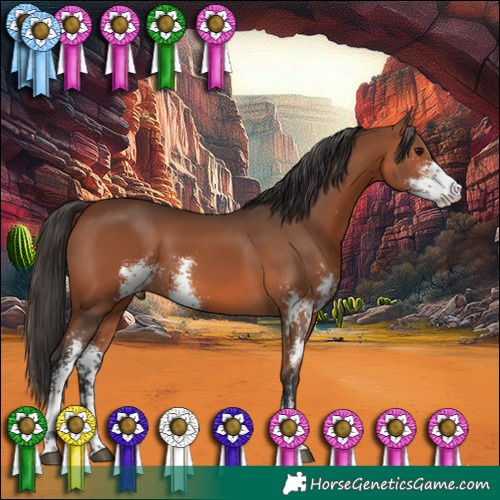 Horse Color:Bay Sabino 