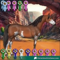 Horse Color:Bay Sabino