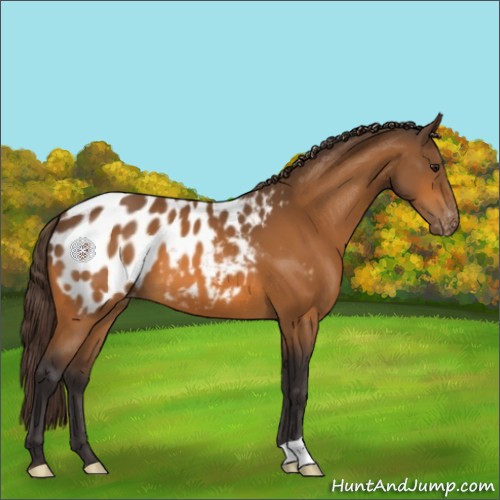 Horse Color:Buckskin Blanket 