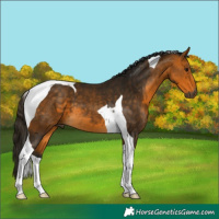 Horse Color:Gray Buckskin Tobiano 