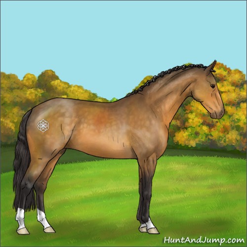 Horse Color:Buckskin