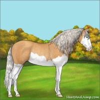 Horse Color:Silver Sable Cream Champagne Splash Rabicano 