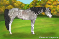 Horse Color:Brown Ice Sabino Rabicano 