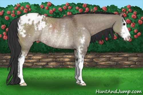 Horse Color:Brown Dun Sabino Blanket Rabicano