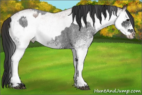 Horse Color:White Spotted Blue Roan Rabicano  and White Spotted Bay Roan Rabicano 