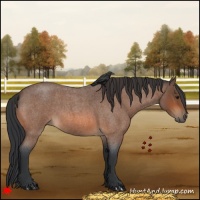 Horse Color:Bay Roan 