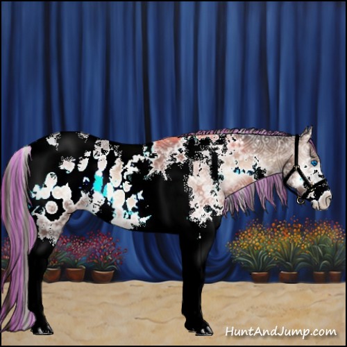 Horse Color:Painted White Spotted Brown Ice Onyx Splash Tobiano Appaloosa