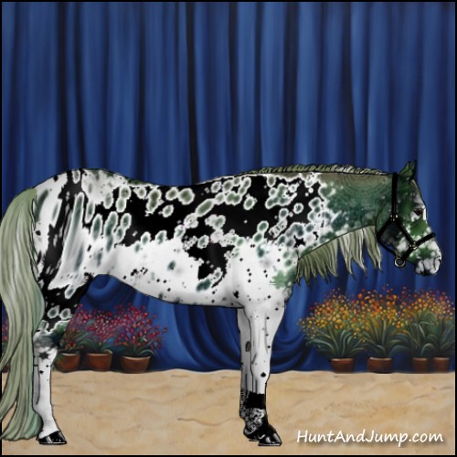 Horse Color:ERROR: UNKNOWN ANOMALY