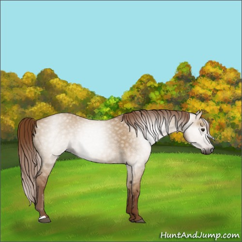 Horse Color:Gray Red Dun 