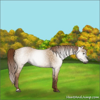 Horse Color:Gray Red Dun 
