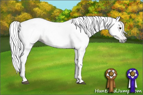 Horse Color:Gray Chestnut 