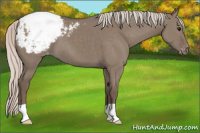 Horse Color:Silver Grullo Appaloosa