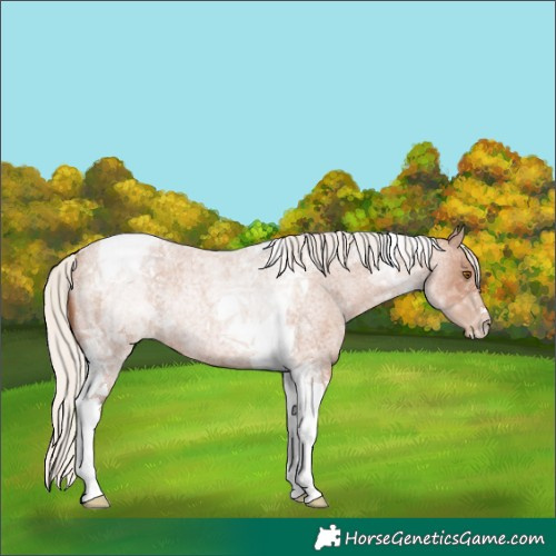 Horse Color:Silver Blue Roan Pearl Tobiano Rabicano 