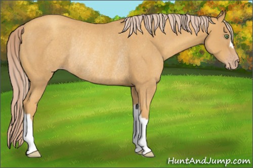 Horse Color:Gold Cream Champagne Rabicano 