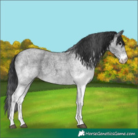 Horse Color:White Spotted Blue Roan 