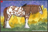 Horse Color:Chestnut Splash Appaloosa 
