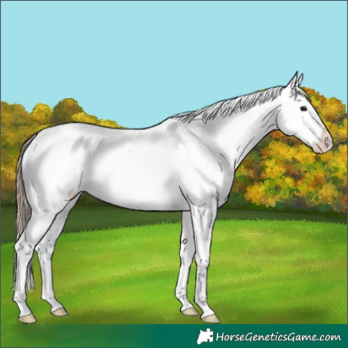Horse Color:Smoky Black Appaloosa 