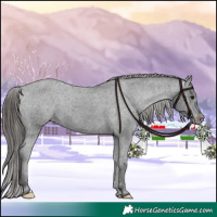 Horse Color:Black Appaloosa