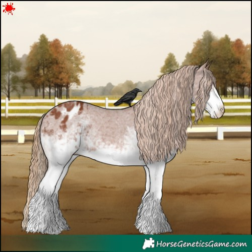 Horse Color:White Spotted Chestnut Appaloosa 