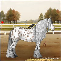 Horse Color:Brown Dun Leopard Rabicano 