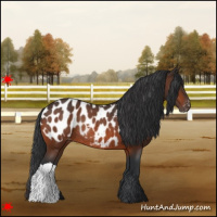 Horse Color:Bay Appaloosa Rabicano