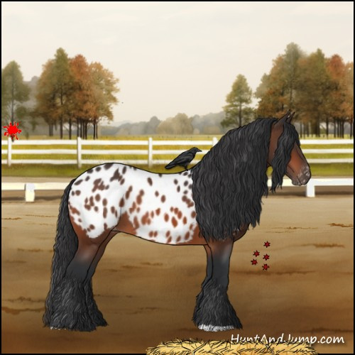 Horse Color:Brown Appaloosa 