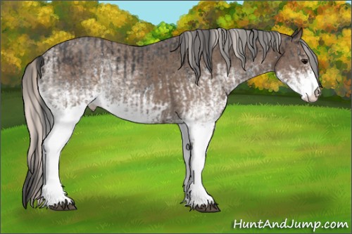 Horse Color:White Spotted Blue Roan Rabicano  and White Spotted Silver Blue Roan Rabicano 