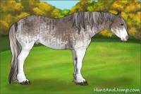 Horse Color:White Spotted Blue Roan Rabicano  and White Spotted Silver Blue Roan Rabicano 
