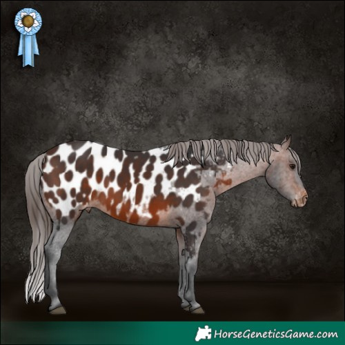 Horse Color:Brown Appaloosa 