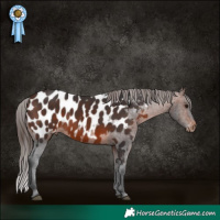 Horse Color:Brown Appaloosa 