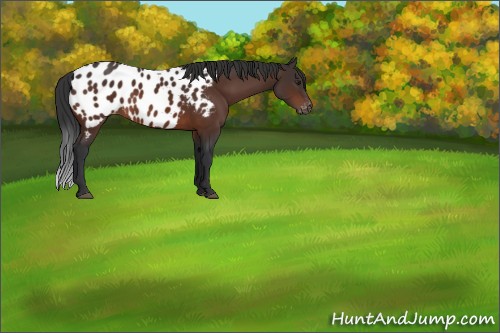 Horse Color:Brown Blanket 