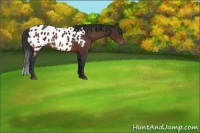 Horse Color:Brown Appaloosa