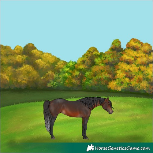 Horse Color:Brown 