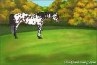 Horse Color:Brown Appaloosa 