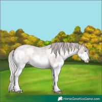 Horse Color:Silver Brown Roan Dun Sabino Splash
