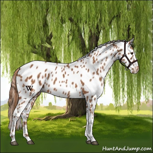 Horse Color:Chestnut Appaloosa