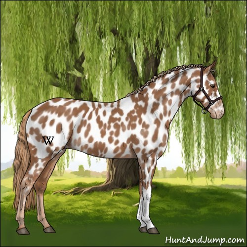 Horse Color:Chestnut Appaloosa 