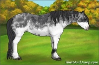 Horse Color:White Spotted Blue Roan Rabicano and White Spotted Blue Roan Frame Rabicano