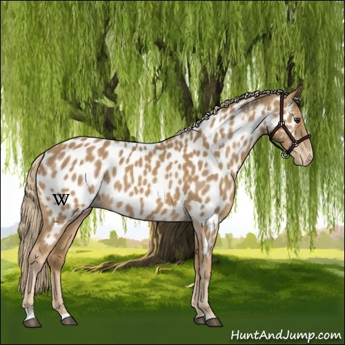 Horse Color:Chestnut Appaloosa 