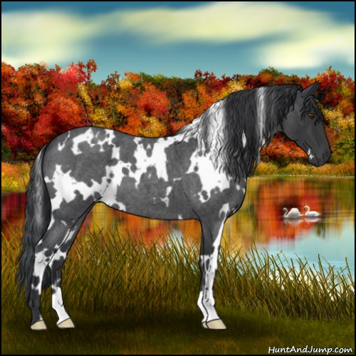 Horse Color:White Spotted Blue Roan 