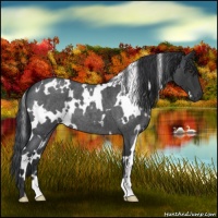 Horse Color:White Spotted Blue Roan 
