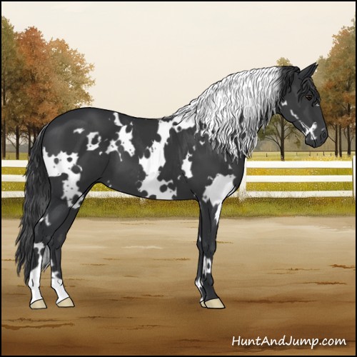 Horse Color:White Spotted Black 