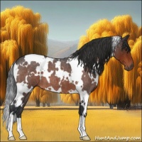 Horse Color:White Spotted Brown Roan 