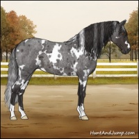 Horse Color:White Spotted Smoky Blue Roan 