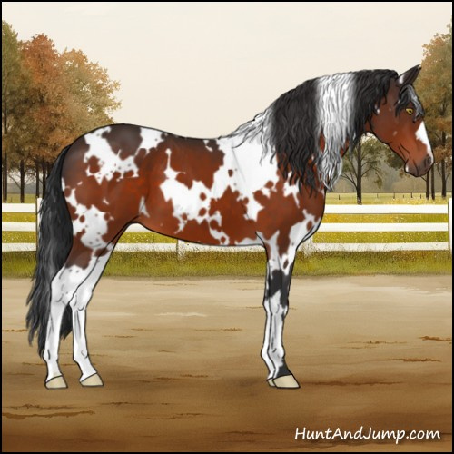 Horse Color:White Spotted Brown 