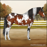 Horse Color:White Spotted Brown 